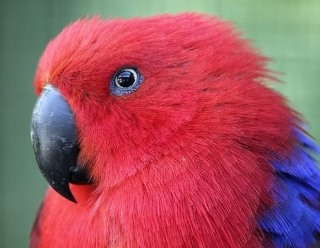 Loro exotico